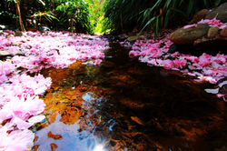 Japánkert az Állatkertben