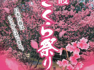 名護さくら祭りが開催です!沖縄フルーツランドから会場まで約15分日本の春はここから始まる🌸