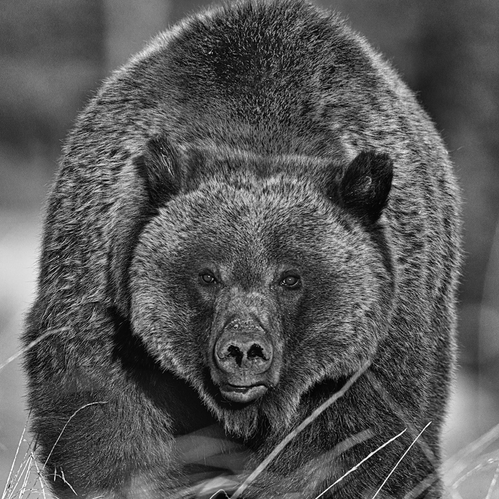 Mountain Mama | Steve Cannon Photo