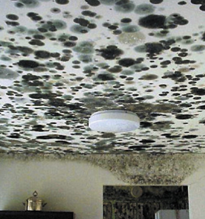 Mold _1.png