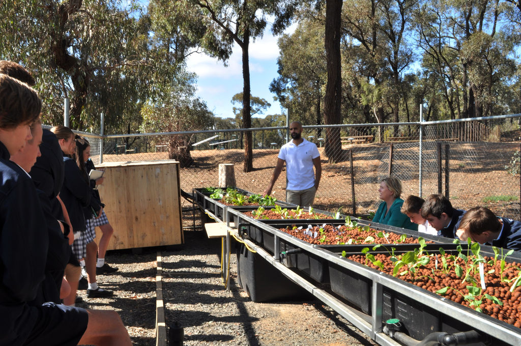 Aquaponics advantages and disadvantages 