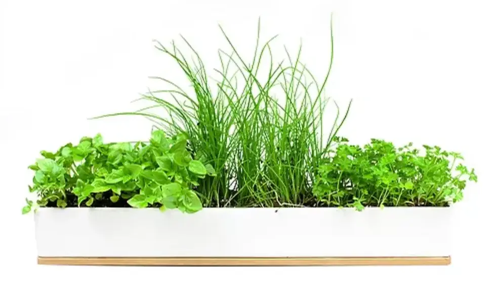 Micro Greens & Herb Planter Kits