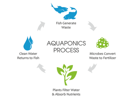 AQUAPONICS: THE MOST COMPELLING REASON?