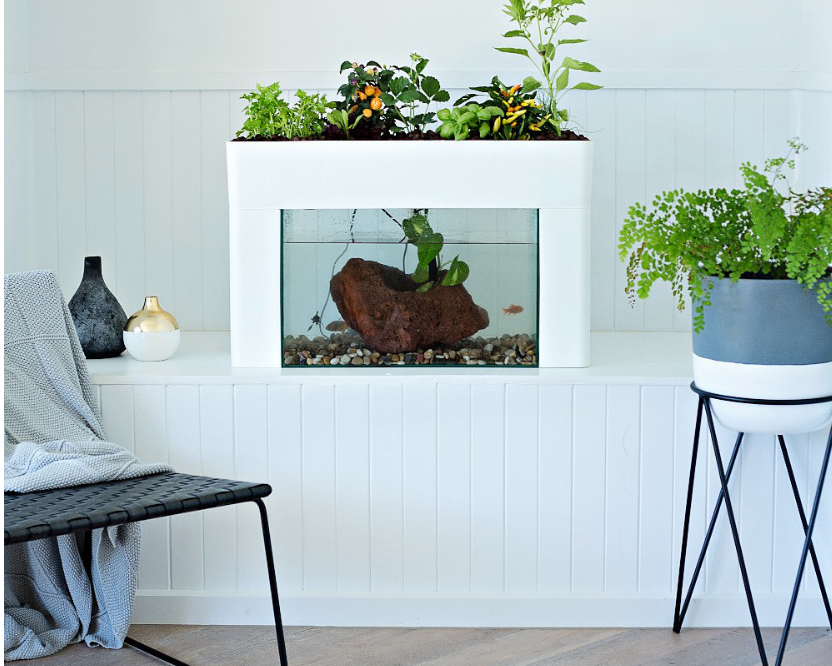 A self cleaning fish tank and aquarium? Let the plants do the hard work
