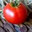 Thumbnail: Organic Tomato Seeds