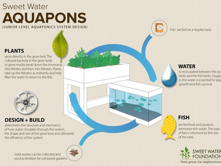 Aquaponics: The Cost-Effective, Cyclical Way to Raise Fish and Grow Plants at the Same Time!