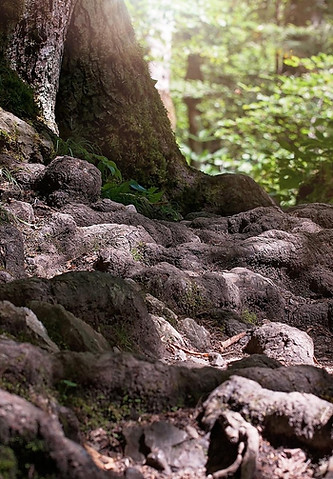 pezibear-path-1040726_1920.jpg