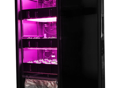Is Hydroponic Gardening Cost Effective?