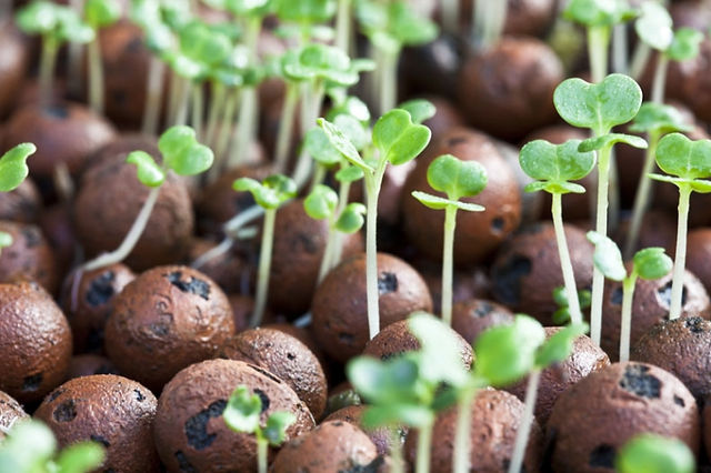 Microgreens 