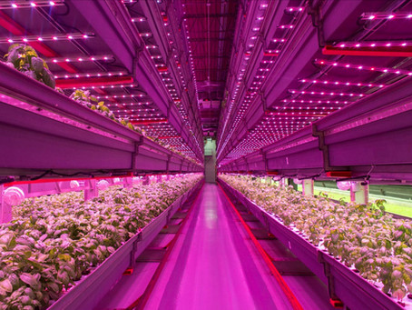 Vertical Farming? What is it and what are the benefits?