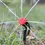 Thumbnail: 50m-5m DIY Drip Irrigation System