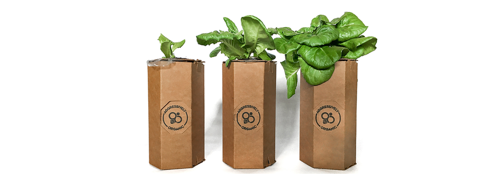 how to grow your own hydroponic lettuce year-round