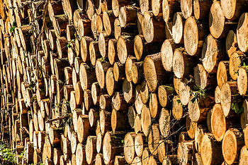 Victorian Timber Industry and Hemp can go hand in hand