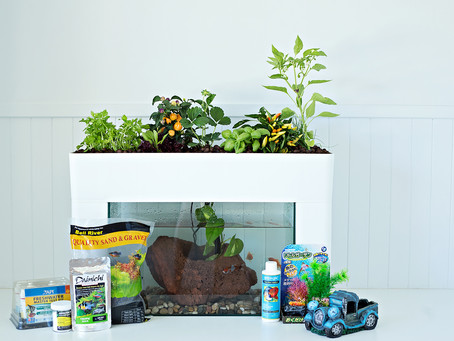 Recommended Plants and Fish in Aquaponics