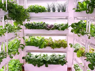 Indoor Hydroponic Garden