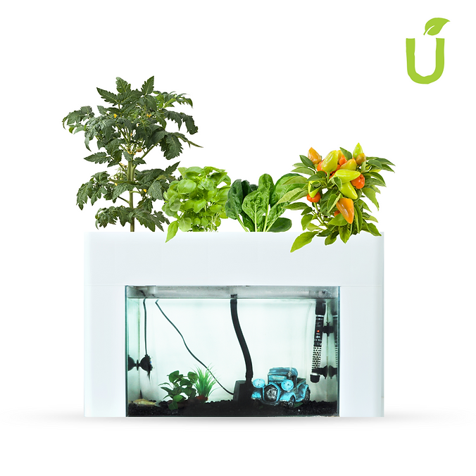 Aquaponics Fish Tank Kits Melbourne Fish Tank Herb Garden Plants