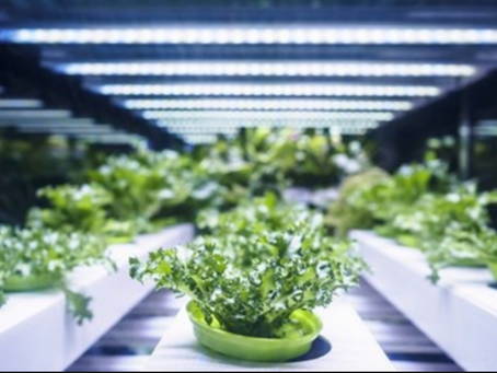 Plus Side to Hydroponics! 5 Key Benefits Explained!