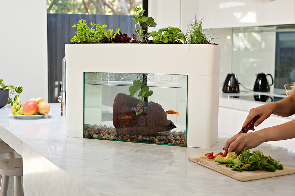 Aquaponics Fish Tank & Kits Melbourne | Fish Tank Herb Garden Plants