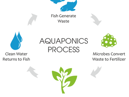 Aquaponics: 10 Best Fish & Plants to use!