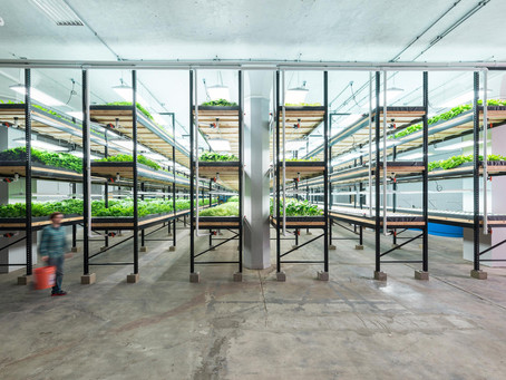 Hydroponics: The Future of Farming & Why We Need to Start Listening!
