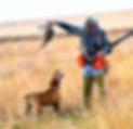 pheasant_hunt1.jpg