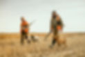 Pheasant_upland-8155.jpg