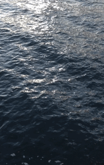 giphy.gif