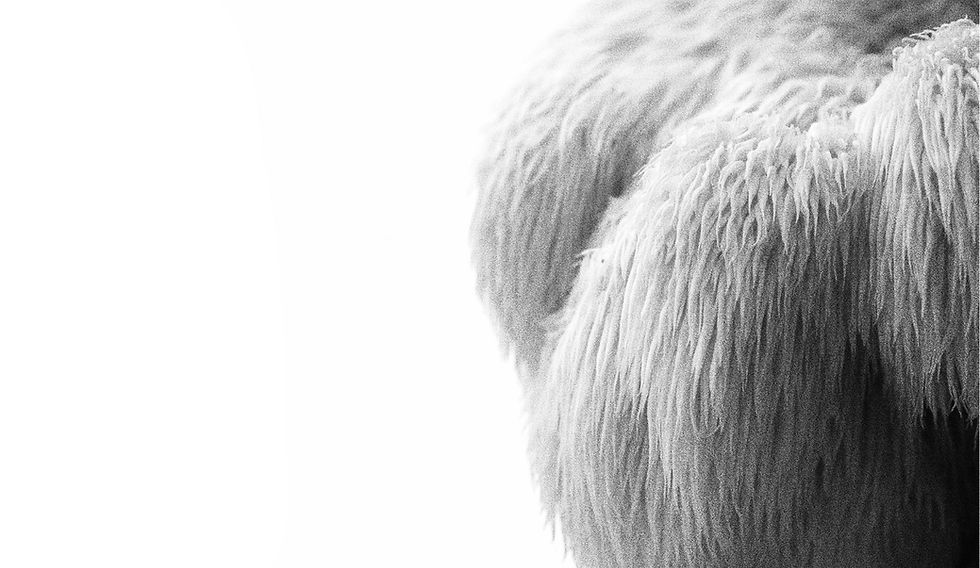Lion's Mane (flipped).jpg