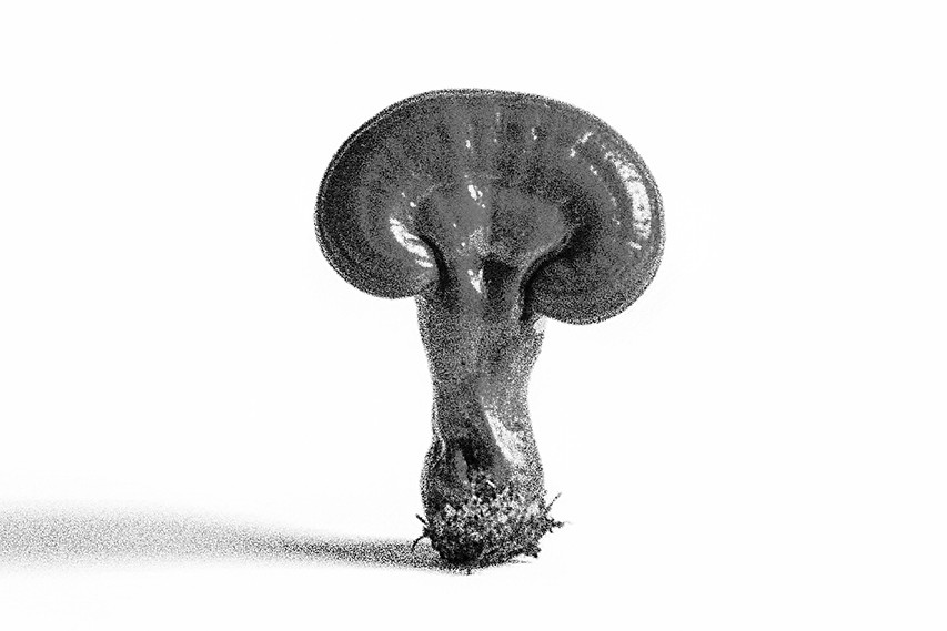 REISHI 3.jpg