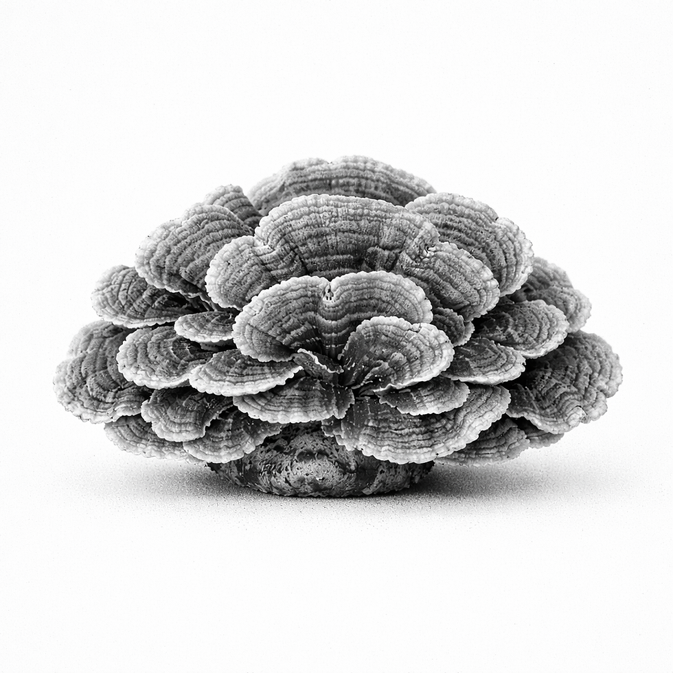 TURKEY TAIL B_W.png