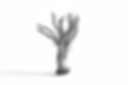 CORDYCEPS 7-1.jpg