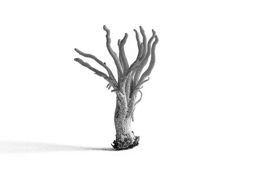 CORDYCEPS 7-1.jpg