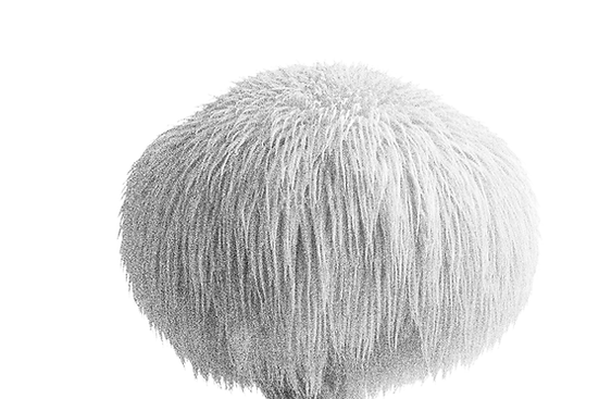 New Lions Mane IG Page.png