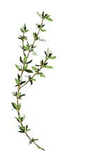 Thyme