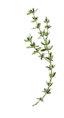 Thyme