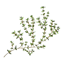 Thyme
