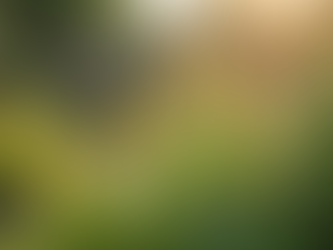 The Talulahhub Story: Sustainable Gardening Solutions in Focus