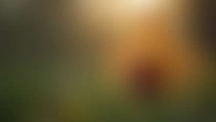 Nature is a theater bursting with extraordinary stories, and among them, the captivating secrets of native orchids truly shine. These stunning floral species possess a unique beauty that draws in both enthusiasts and scientists. The heart of their appeal lies in the intricate dance of pollination, a fascinating interaction between plants and their pollinators. In this post, we will explore how native orchids communicate with their environment, their flowering seasons, and the remarkable artistry behind this natural spectacle.