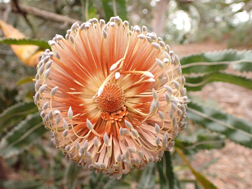 Talulahhub Native Gardening: A Leader in Sustainable Gardening