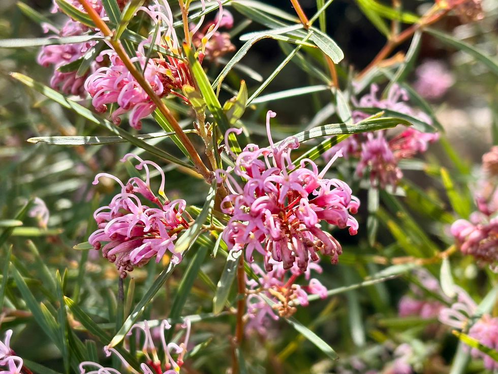 Thumbnail: Grevillea sericea
