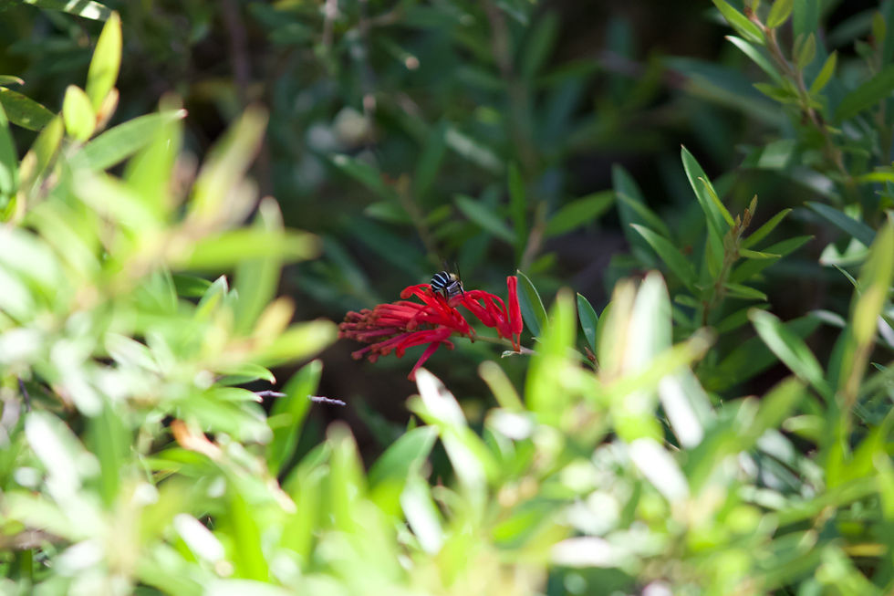 Miniaturbild: Australian Native Bee PDF Digital Download