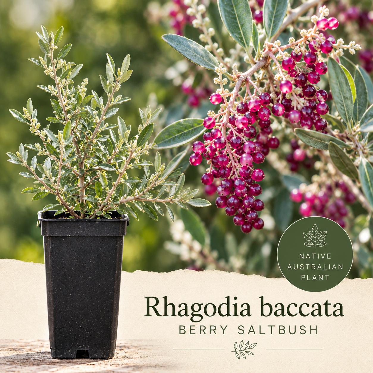 Rhagodia bacata
