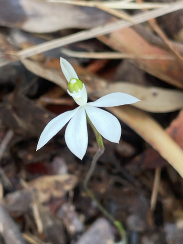 Calendia orchid