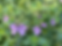 Prostanthera incisa.png