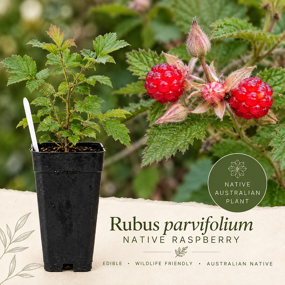 Rubus parvifolium