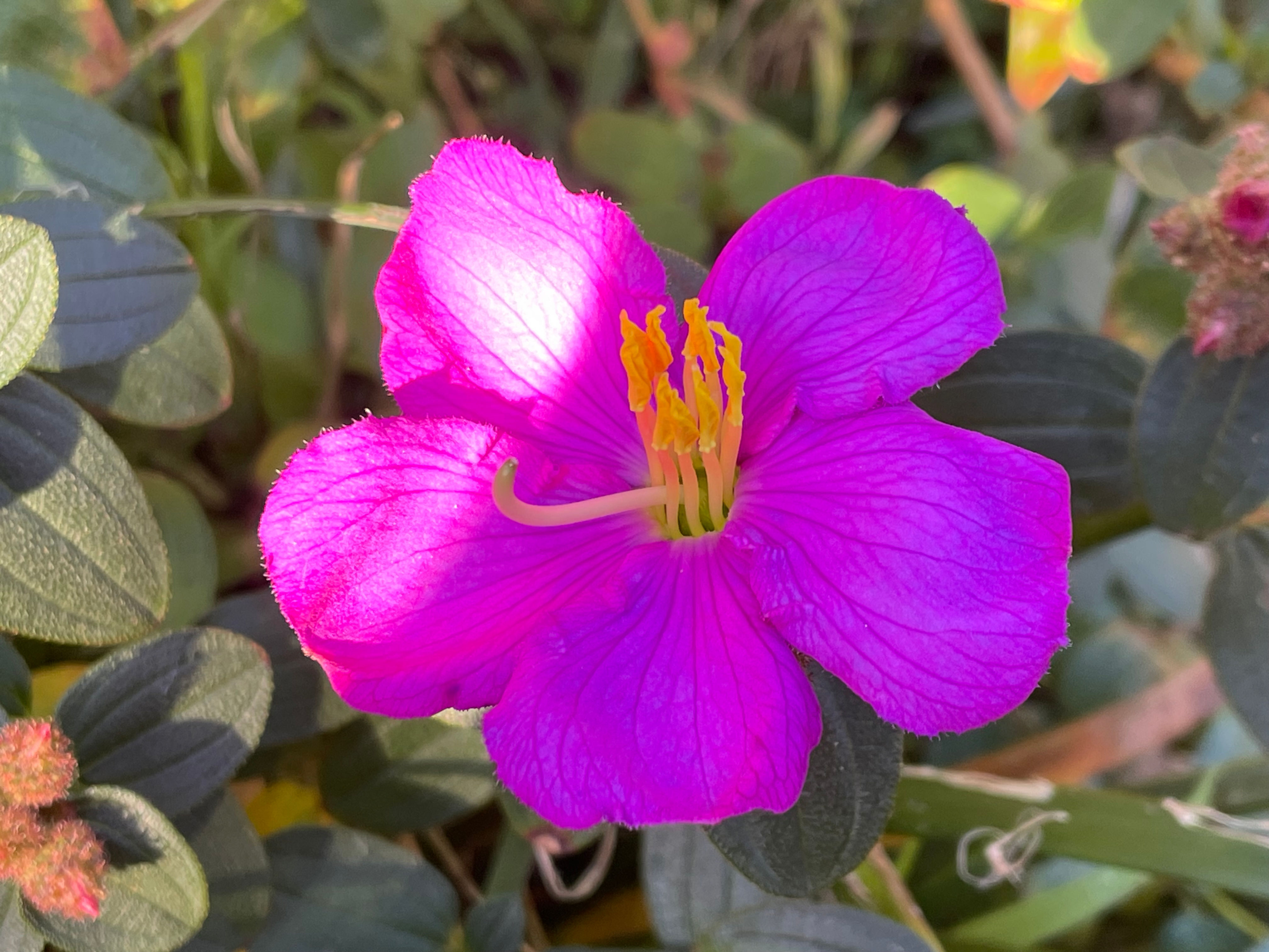 Melastoma affine