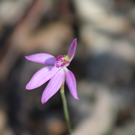 Caladenia orchid