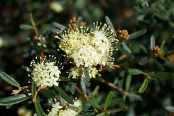 Phebalium squamulosum flowering