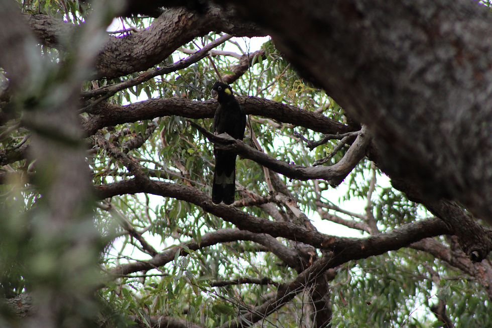 Yellow Tailed Black Cockatoo Habitat Feeding Breeding Migration and Conservation Guide