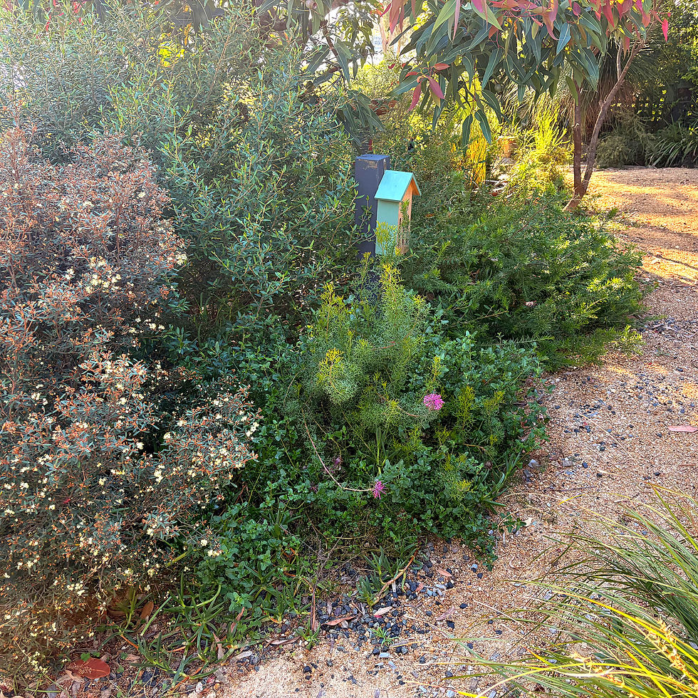 Native Habitat Garden - Photo By Isis